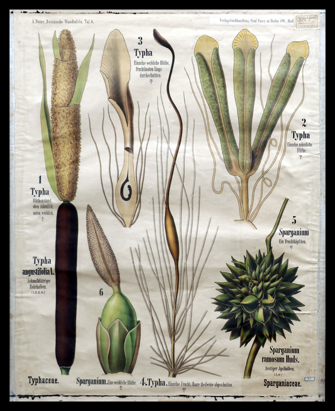 Tafel 06 Typhaceae-Sparganiaceae